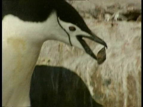 CU帽带企鹅，南极Pygoscelis，喙中带着岩石，编辑过的序列，南极洲视频下载