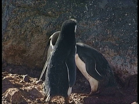 南极洲pygoselis南极企鹅，南极洲视频下载