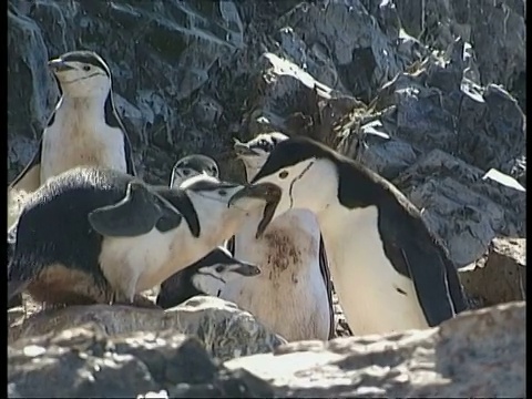 南极企鹅，正在喂养幼企鹅，南极洲视频下载