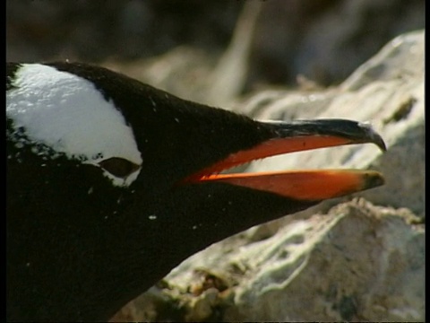 巴布亚企鹅(Pygoscelis巴布亚)，头部侧面，显示喙结构，南极洲视频素材