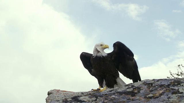 MS TS秃鹰起飞，岩石/博伊西，美国爱达荷州视频素材
