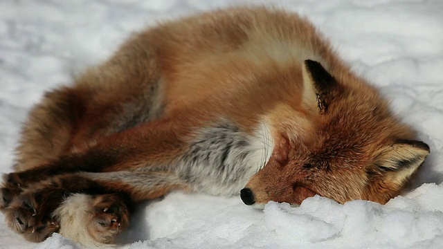 红狐女士(Kitakitsune)睡在雪上/北美，日本视频素材