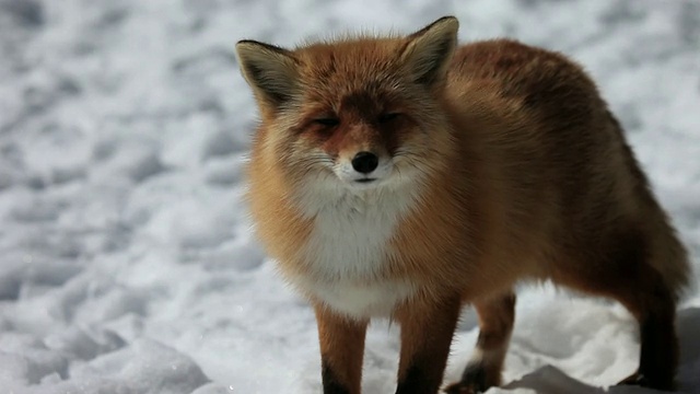 MS Red Fox (Kitakitsune) on snow / Kitami，日本视频素材