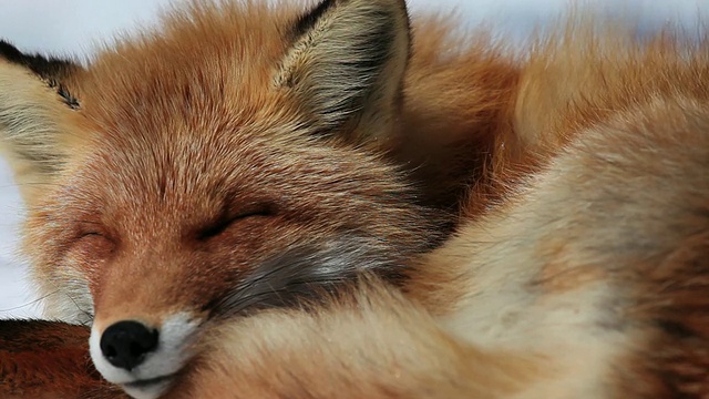 红狐女士(Kitakitsune)睡在雪上/北美，日本视频素材