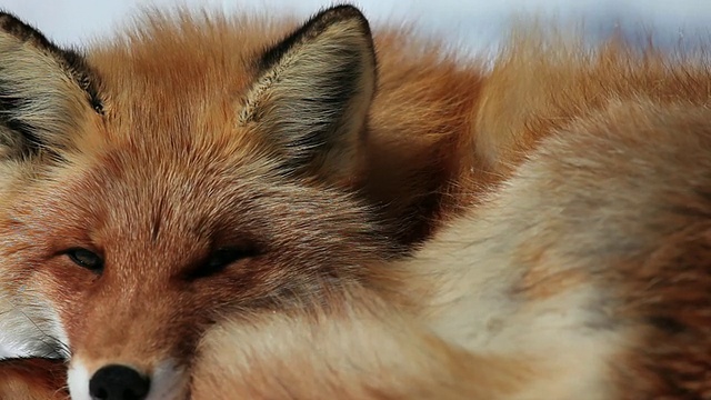红狐女士(Kitakitsune)在雪上休息/北美，日本视频素材