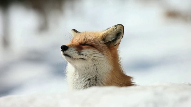 MS Red Fox (Kitakitsune)嗅雪/ Kitami，日本视频素材