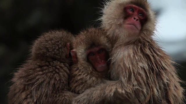 雪猴(日本猕猴)温泉/地狱谷，日本长野视频素材