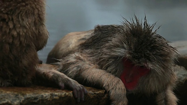 雪猴(日本猕猴)温泉/地狱谷，日本长野视频素材