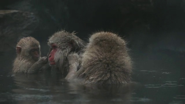 两只雪猴和一只小猴(日本猕猴)在温泉/地狱谷，日本长野视频素材