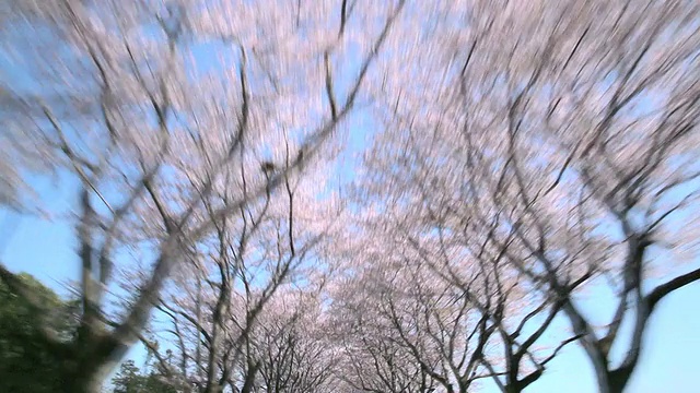 樱花的树视频下载