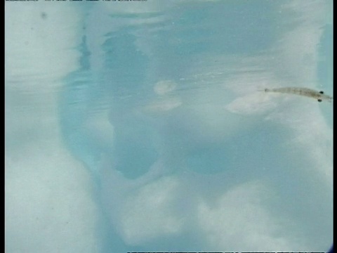 MS在水中追踪，水下拍摄的冰山，孤独的虾漂过，南极洲视频下载