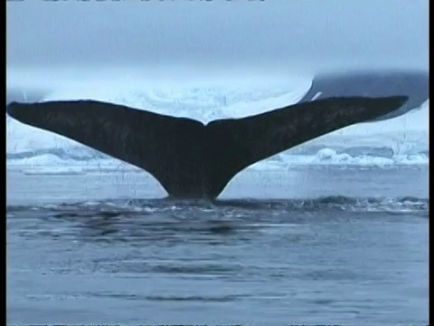 CU座头鲸潜水，尾巴从水中伸出显示其识别标记，南极洲视频下载