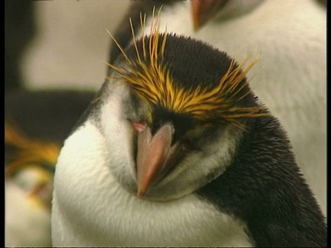 CU皇家企鹅，euudyptes schlegeli，脸，南极洲视频素材