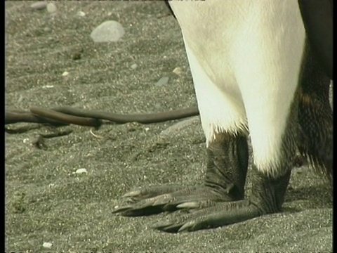 南极洲的帝王企鹅，Aptenodytes patagonicus，从脚到头向上倾斜视频素材