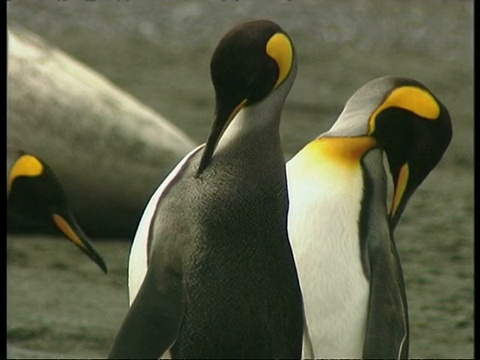 MS King penguin, Aptenodytes patagonicus，整理自己，南极洲视频素材