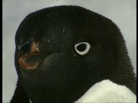 阿德利企鹅，Pygoscelis adeliae，面，南极洲视频素材