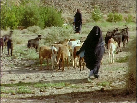 MS追踪右Touareg妇女放牧山羊通过灌木丛，阿尔及利亚，非洲视频下载