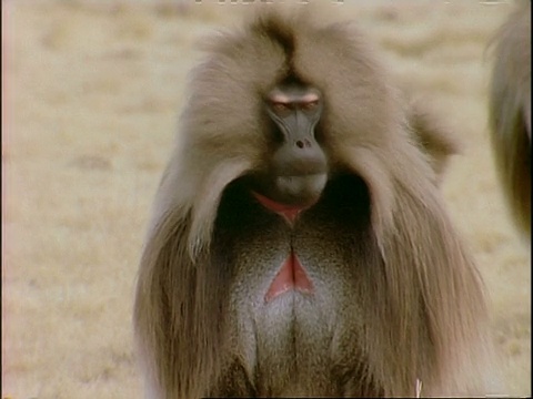 雄性狒狒扮鬼脸，埃塞俄比亚，非洲视频下载