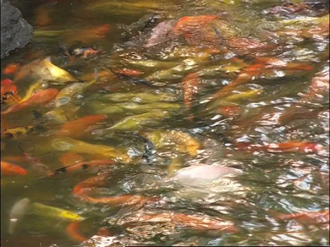 鲤鱼在池塘里游泳，北京，中国视频下载