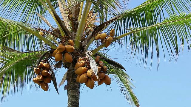 美国夏威夷，大岛，卡拉帕纳，椰子树视频下载
