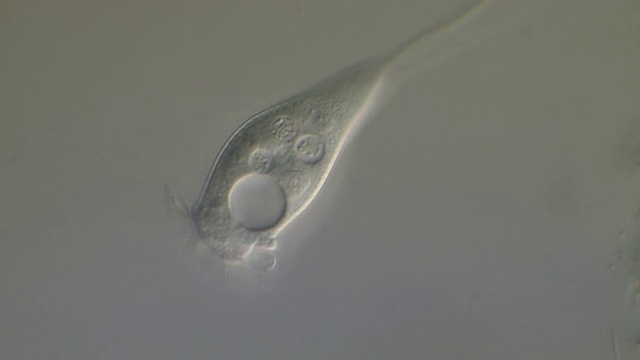 涡虫滤食，细胞核大可见视频下载