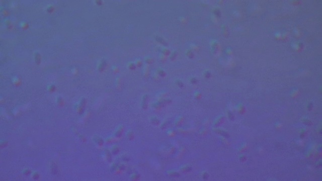 细菌:大肠杆菌K12株视频下载