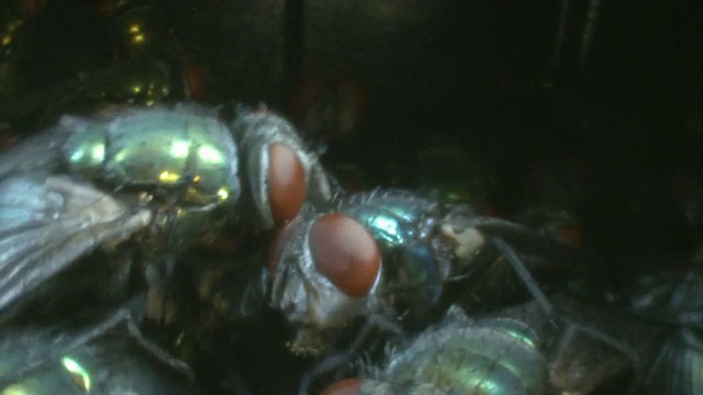 绿瓶蝇(Lucilia sp.)新鲜出蛹，内窥镜拍摄视频下载