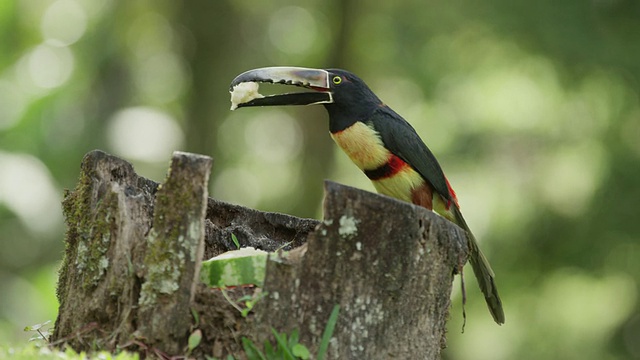 哥斯达黎加，巨嘴鸟吃东西的景象视频下载
