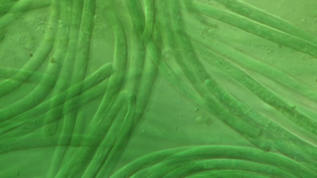 丝状蓝藻(振荡动物)。差动干涉对比T/L显微摄影。1帧/秒视频下载