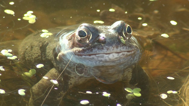 普通蛙(林蛙)望着照相机，英国视频素材