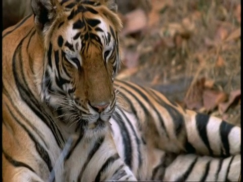 印度班德哈加国家公园，把眼睛闭上，倾斜到皇家孟加拉虎的脸视频素材