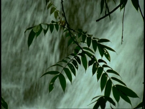 印度西高止山脉，CU树叶背景是瀑布视频下载