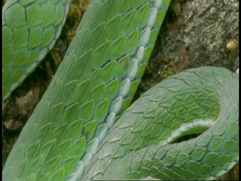CU绿蛇，比例细节，倾斜到头部，西高止，印度视频素材
