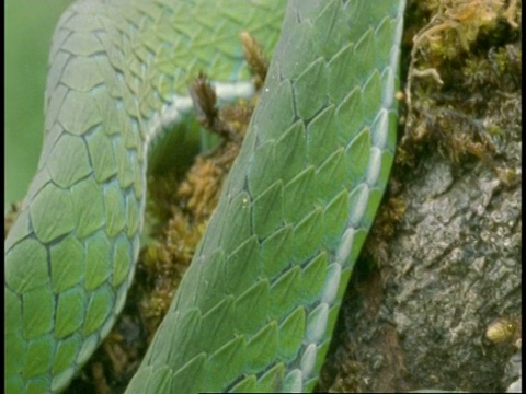 CU绿蛇，比例细节，倾斜到头部，西高止，印度视频素材
