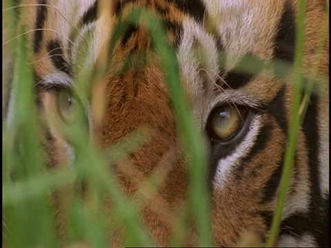 印度班德哈瓦格国家公园，皇家孟加拉虎(Panthera tigris tigris)近距离躲在草地后面视频素材