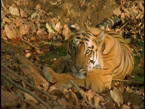 印度班德哈瓦格国家公园，皇家孟加拉虎(Panthera tigris tigris)躺着，昏昏欲睡视频素材
