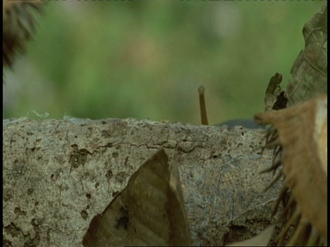 印度西高止山脉，一只红体蜗牛在树枝上爬行视频素材