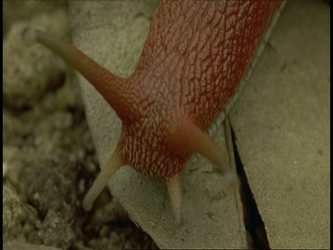 印度西高歇，一只红色的蜗牛在树枝上爬行，留下蜗牛的痕迹视频素材