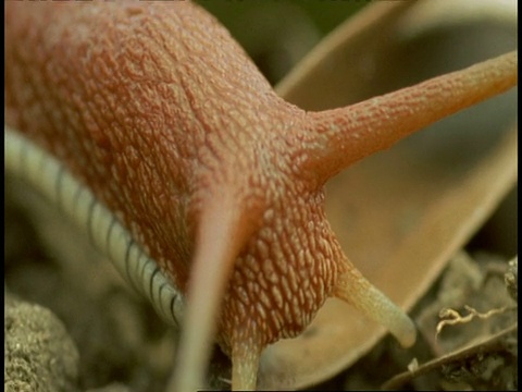 印度西高止山脉，一只红体蜗牛在树枝上爬行视频素材
