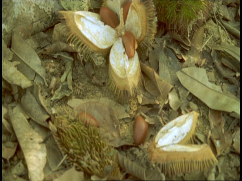 MS时间流逝红体蜗牛移动在开放的种子和叶凋落物，西高歇，印度视频素材