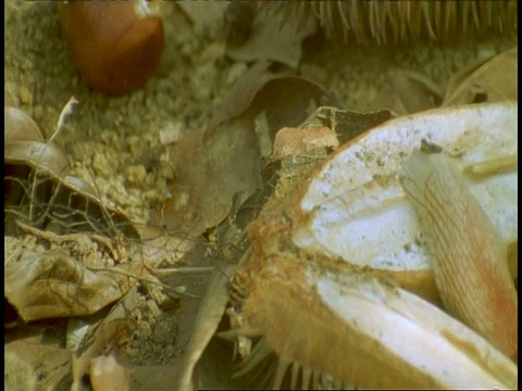 CU时间流逝红体蜗牛移动在开放的种子和叶凋落物，西高歇，印度视频素材
