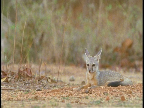 印度狐狸(Vulpes bengalensis)坐在空地上，班德哈瓦加国家公园，中央邦，印度视频素材