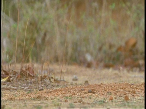 印度狐(Vulpes bengalensis)坐在空地上，飞镖进入洞，班德哈瓦加国家公园，中央邦，印度视频素材