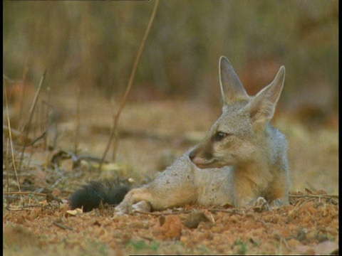 印度中央邦的班德哈瓦格国家公园里，印度狐狸(vulpes bengalensis)坐在空地上，头部着地休息视频素材