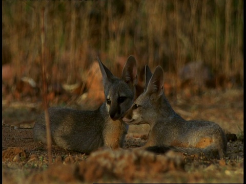 印度中央邦的班德哈瓦加国家公园，两只印度狐狸(孟加拉虎)在地上休息，像是在接吻视频素材