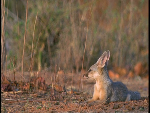 印度中央邦的班德哈瓦格国家公园，印度狐狸在地上休息，警惕地抬头看视频素材