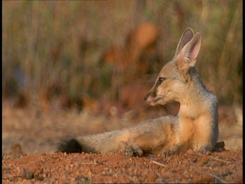 印度狐(Vulpes bengalensis)咬毛皮，班德哈瓦加国家公园，印度视频素材