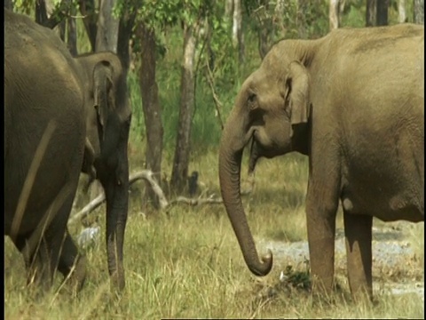 亚洲象，大象，深情的鼻子触摸，西高止，印度视频素材