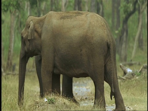 亚洲象，大象，深情的鼻子触摸和求偶行为，西高止，印度视频素材