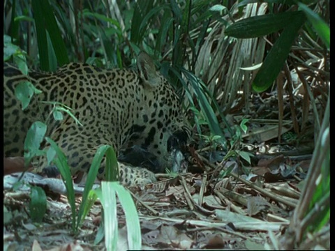 南美森林里的美洲虎吃鱼视频素材